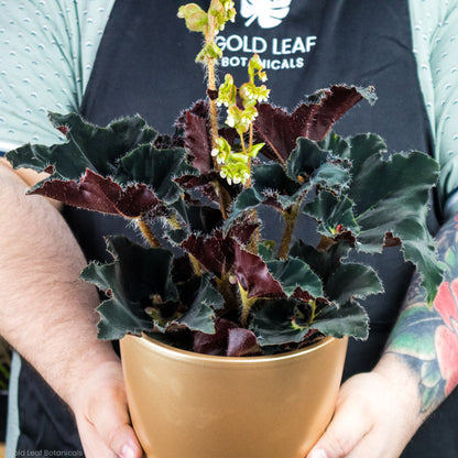 Begonia Black Swirl