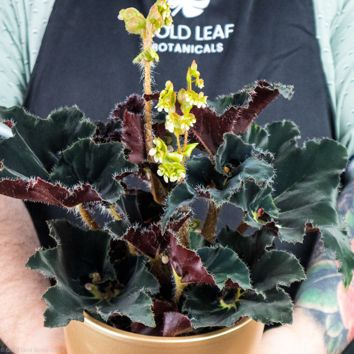 Begonia Black Swirl