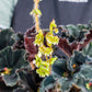Begonia Black Swirl
