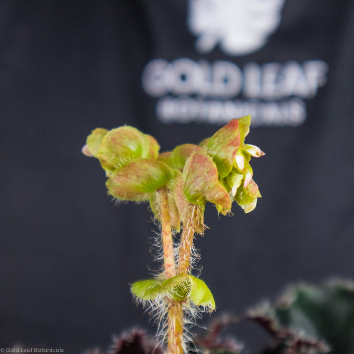 Begonia Black Swirl