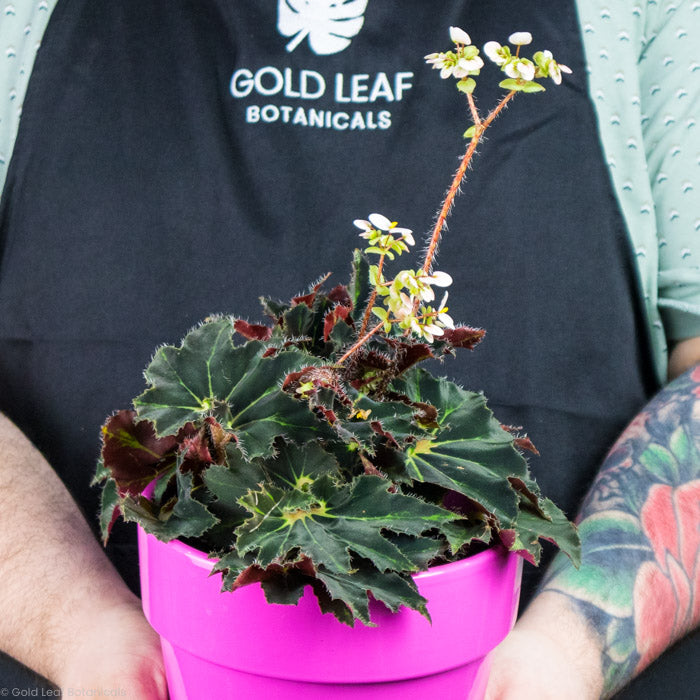 Begonia Black Swirl Variegated Care - Sun, Water, and Soil