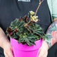 Begonia Black Swirl Variegated held by a plant grower