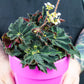 Begonia Black Swirl Variegated in a pink pot