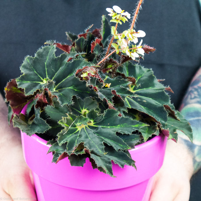 Begonia Black Swirl Variegated in a pink pot