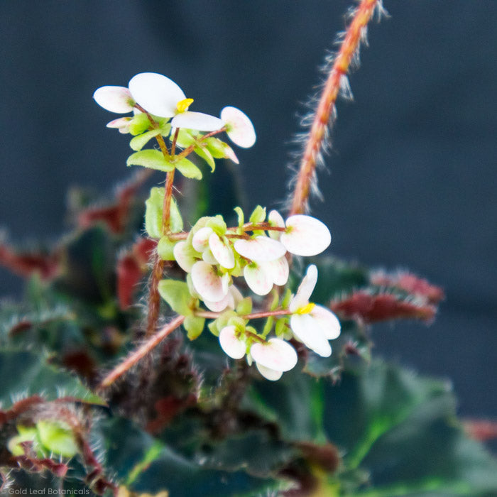 Begonia Black Swirl Variegated flowers