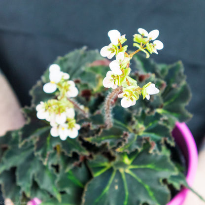 flower of a Begonia Black Swirl Variegated