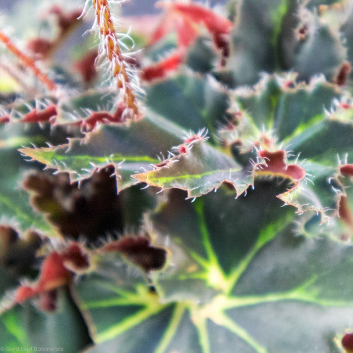 Begonia Black Swirl Variegated green foliage