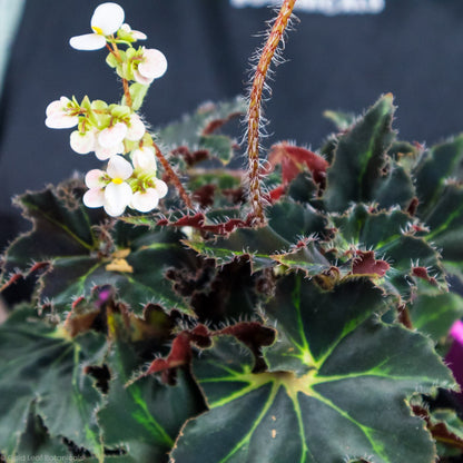 Begonia Black Swirl Variegated flower close up