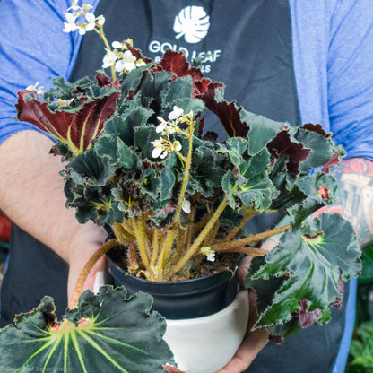 Begonia Black Swirl