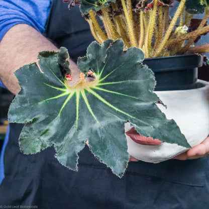 Begonia Black Swirl