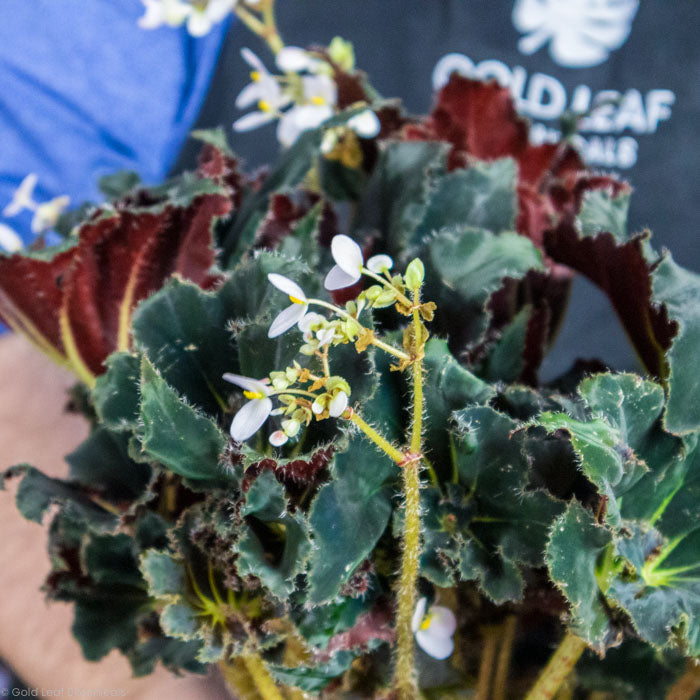 Begonia Black Swirl