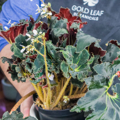 Begonia Black Swirl