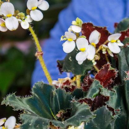 Begonia Black Swirl