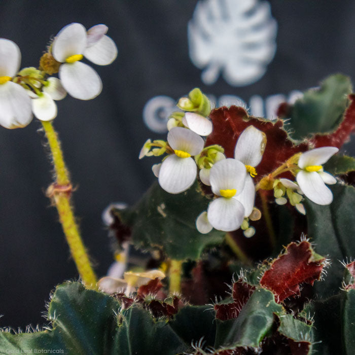 Begonia Black Swirl