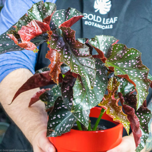 Begonia Cracklin Rosie