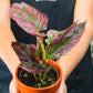 Begonia Exotica For Sale
