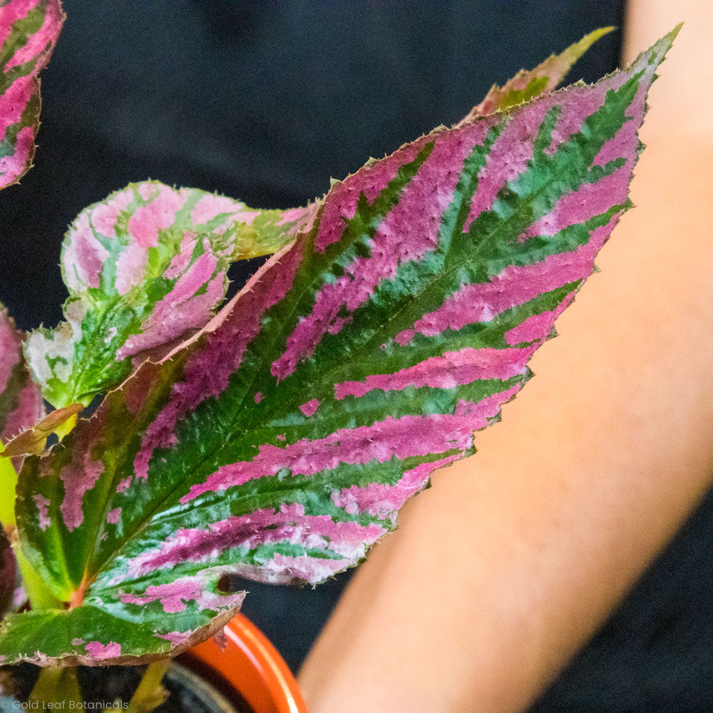 Begonia Exotica Plant For Sale Learn The Care, Sun, Water, and Soil Gold Leaf Botanicals