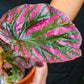 Begonia Exotica For Sale In Ontario
