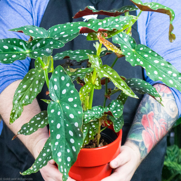 Begonia Maculata