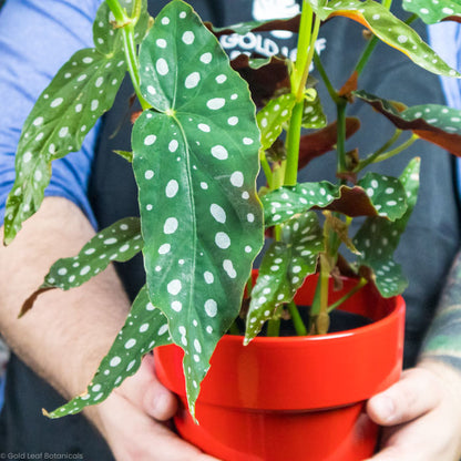 Begonia Maculata