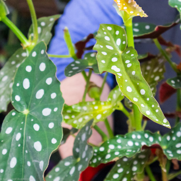 Begonia Maculata