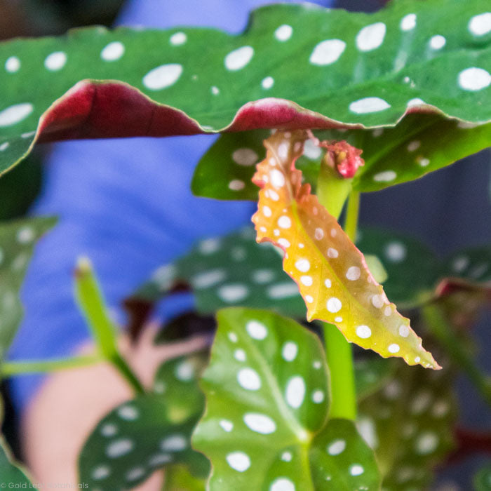 Begonia Maculata