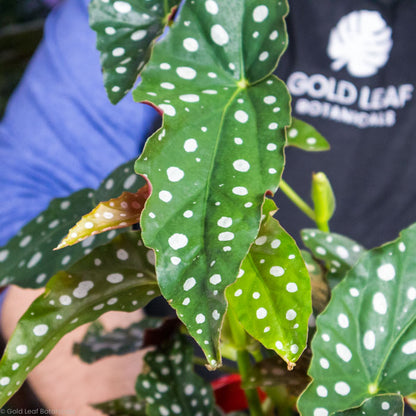 Begonia Maculata