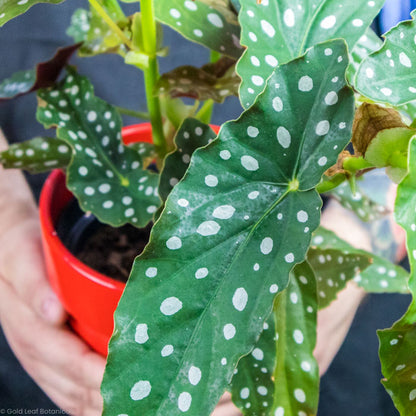 Begonia Maculata