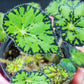Begonia Bowerae (Eyelash Begonia) Soil