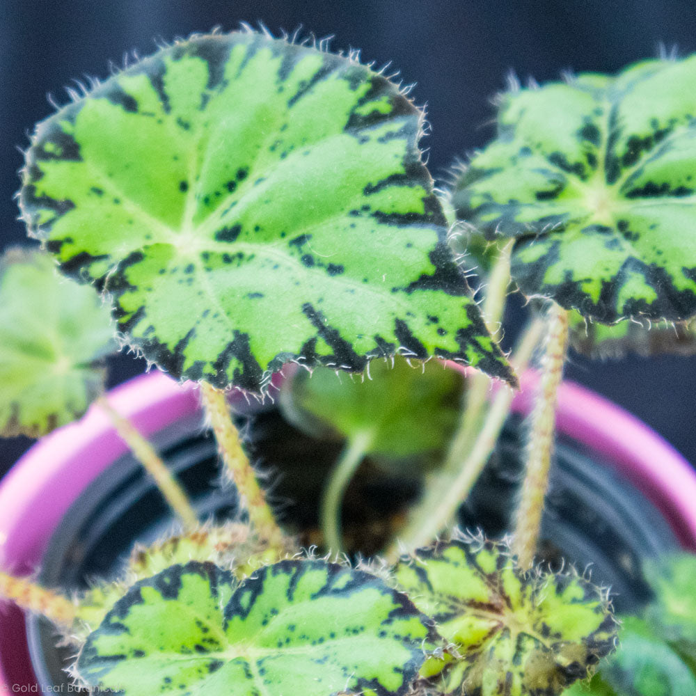 Begonia Bowerae (Eyelash Begonia) Water