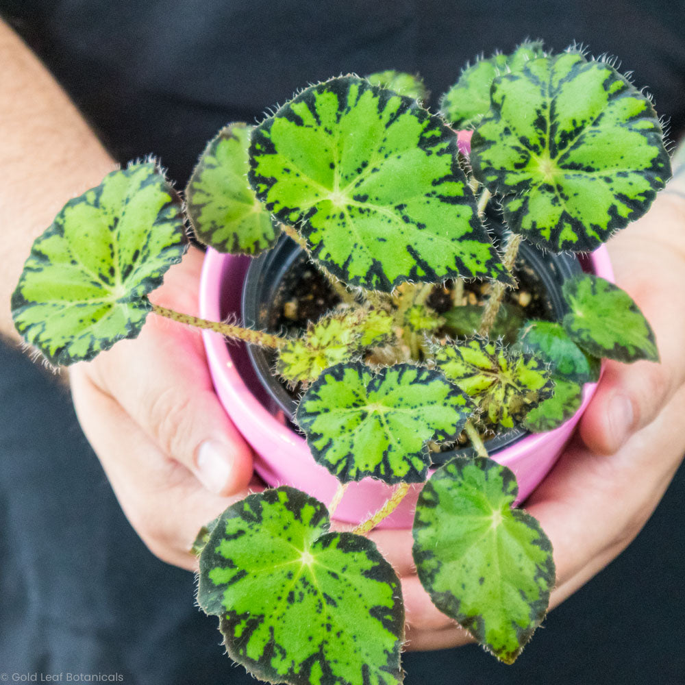 Begonia Bowerae (Eyelash Begonia) Care