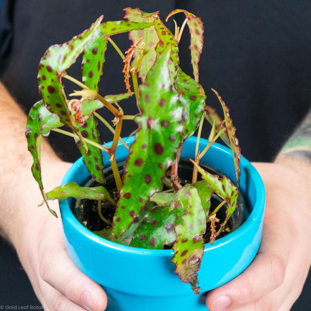 Begonia Amphioxus - Gold Leaf Botanicals