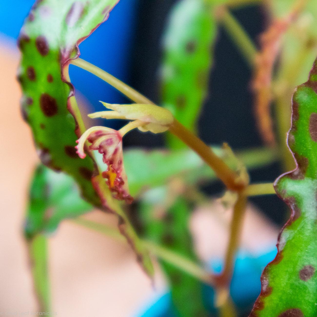 Begonia Amphioxus - Gold Leaf Botanicals