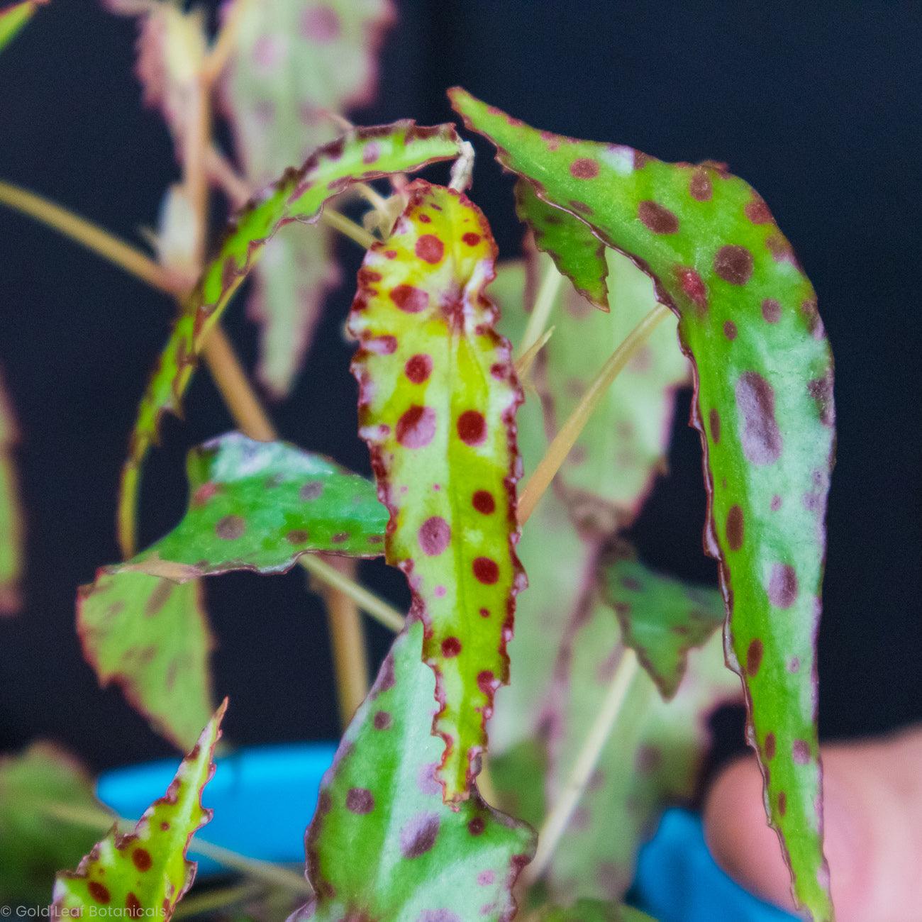 Begonia Amphioxus - Gold Leaf Botanicals