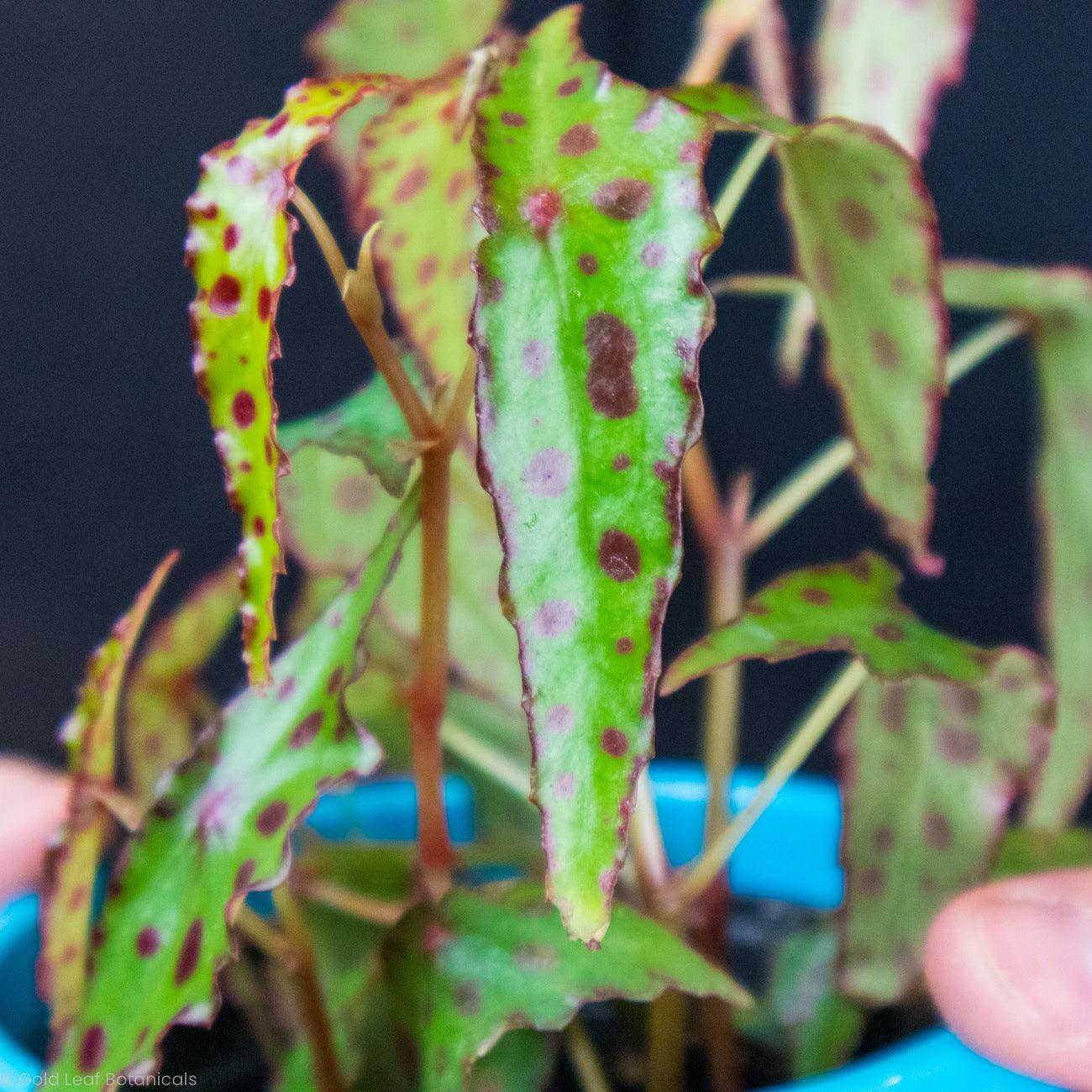 Begonia Amphioxus - Gold Leaf Botanicals