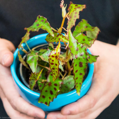 Begonia Amphioxus - Gold Leaf Botanicals