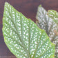 Begonia Pink Polka Dot - Gold Leaf Botanicals