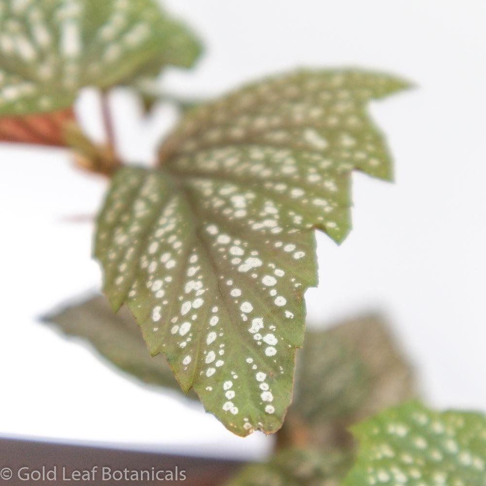 Begonia Pink Polka Dot - Gold Leaf Botanicals