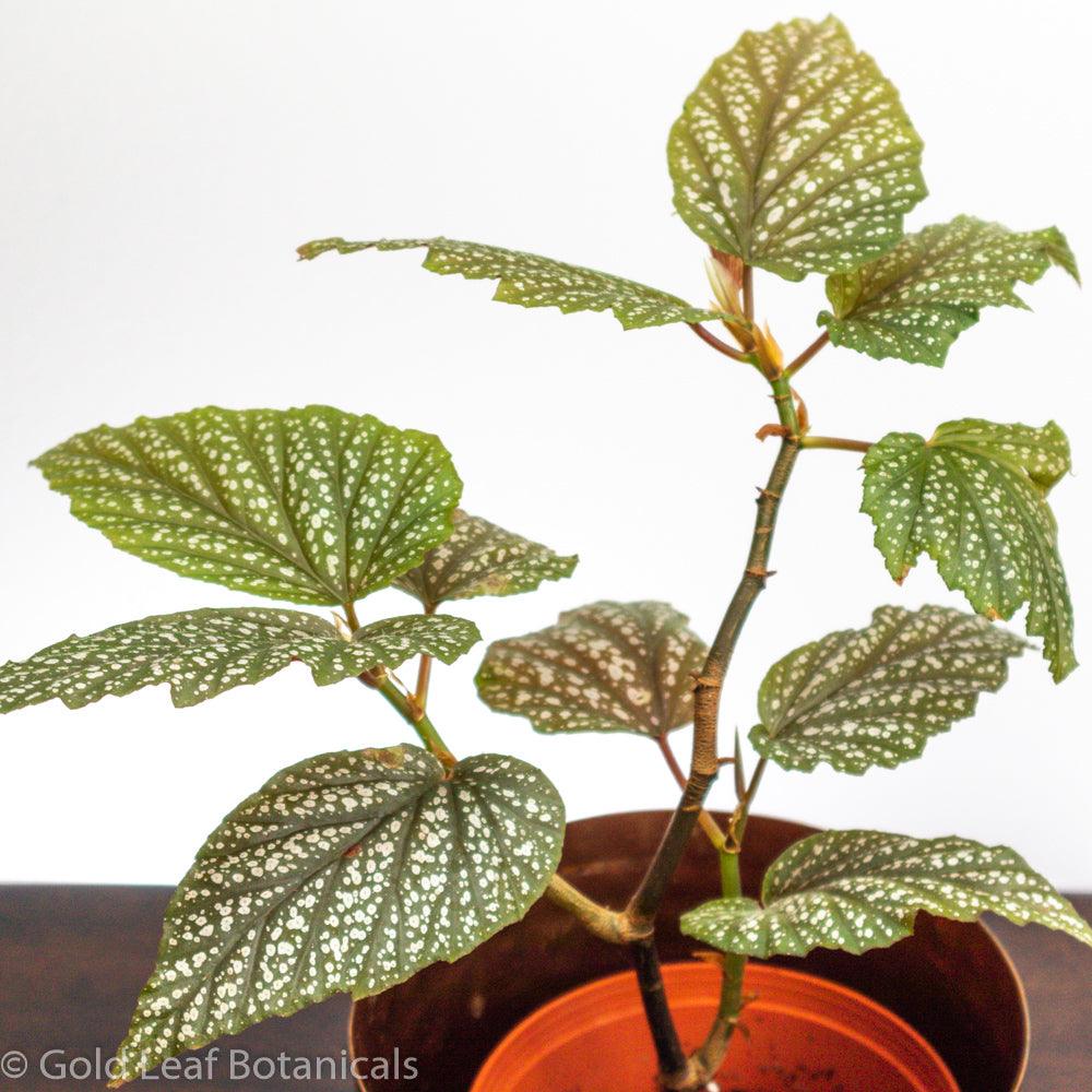 Begonia Pink Polka Dot - Gold Leaf Botanicals