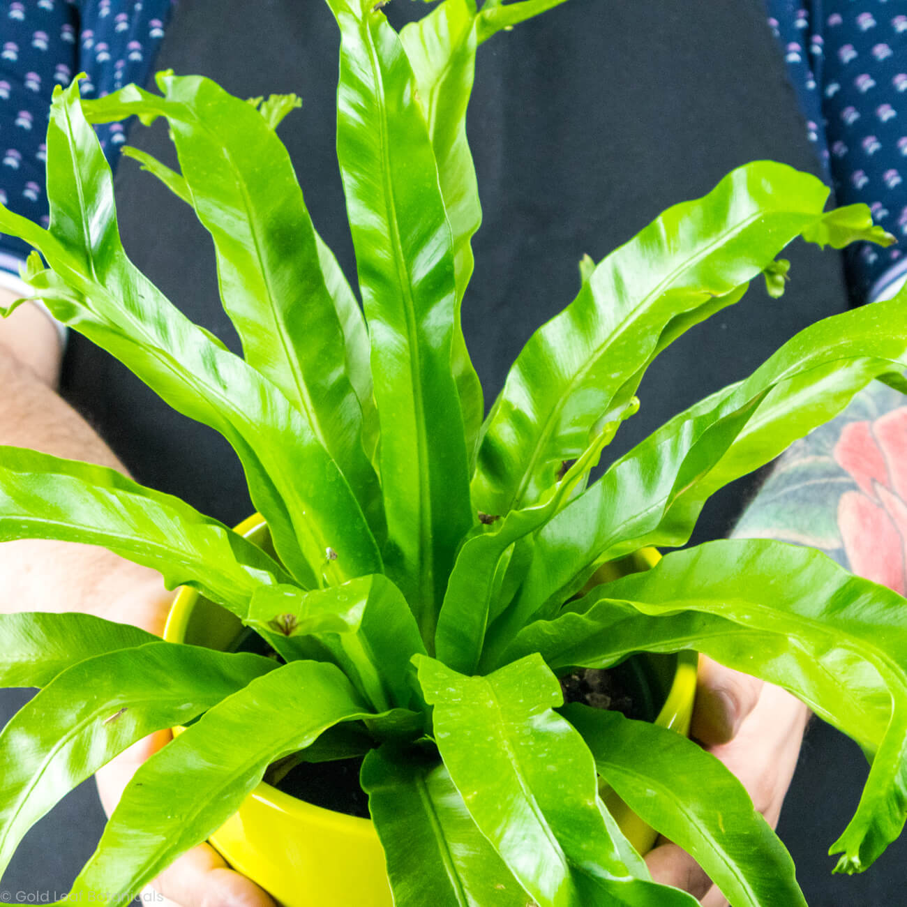 Bird's Nest Fern