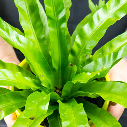 Bird's Nest Fern