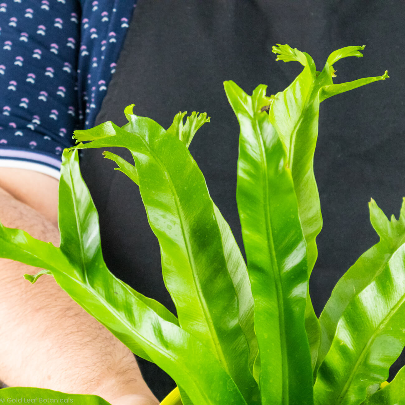 Bird's Nest Fern