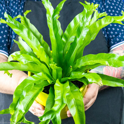 Bird's Nest Fern