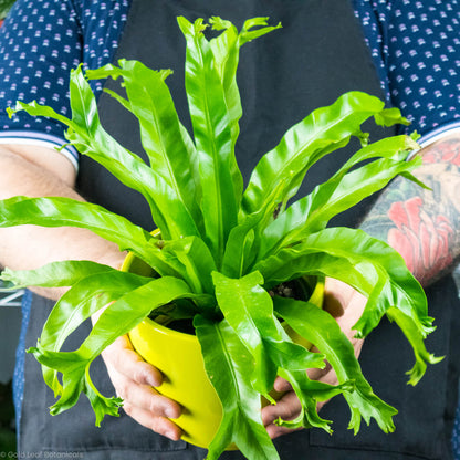 Bird's Nest Fern