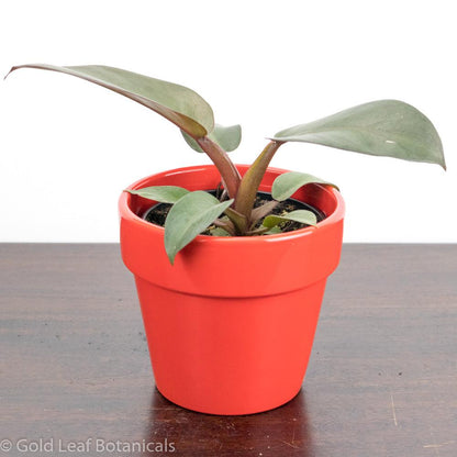 Black Cardinal Philodendron Care