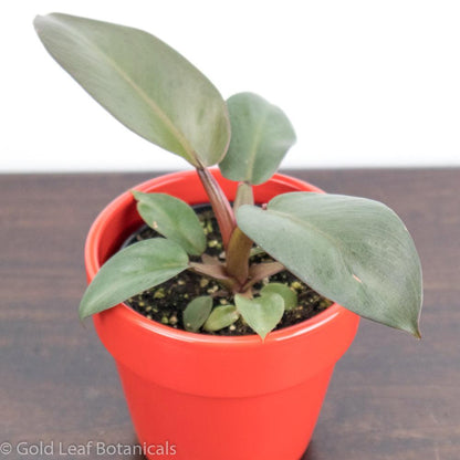 Black Cardinal Philodendron SUn