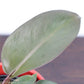Black Cardinal Philodendron Plant Care