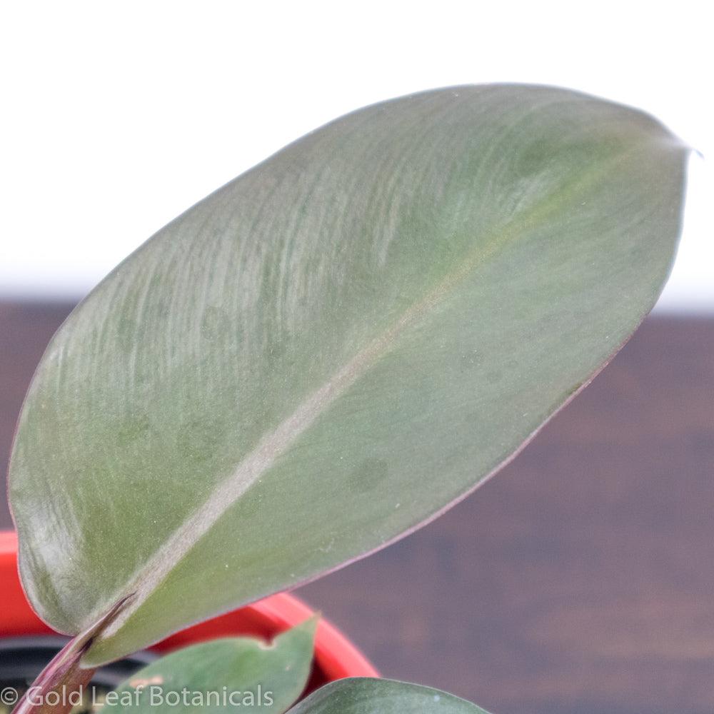 Black Cardinal Philodendron Plant Care