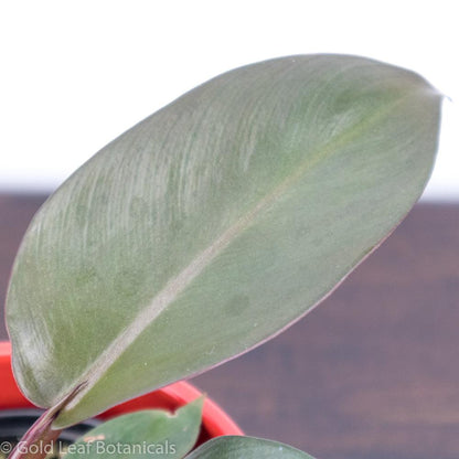 Black Cardinal Philodendron Plant Care