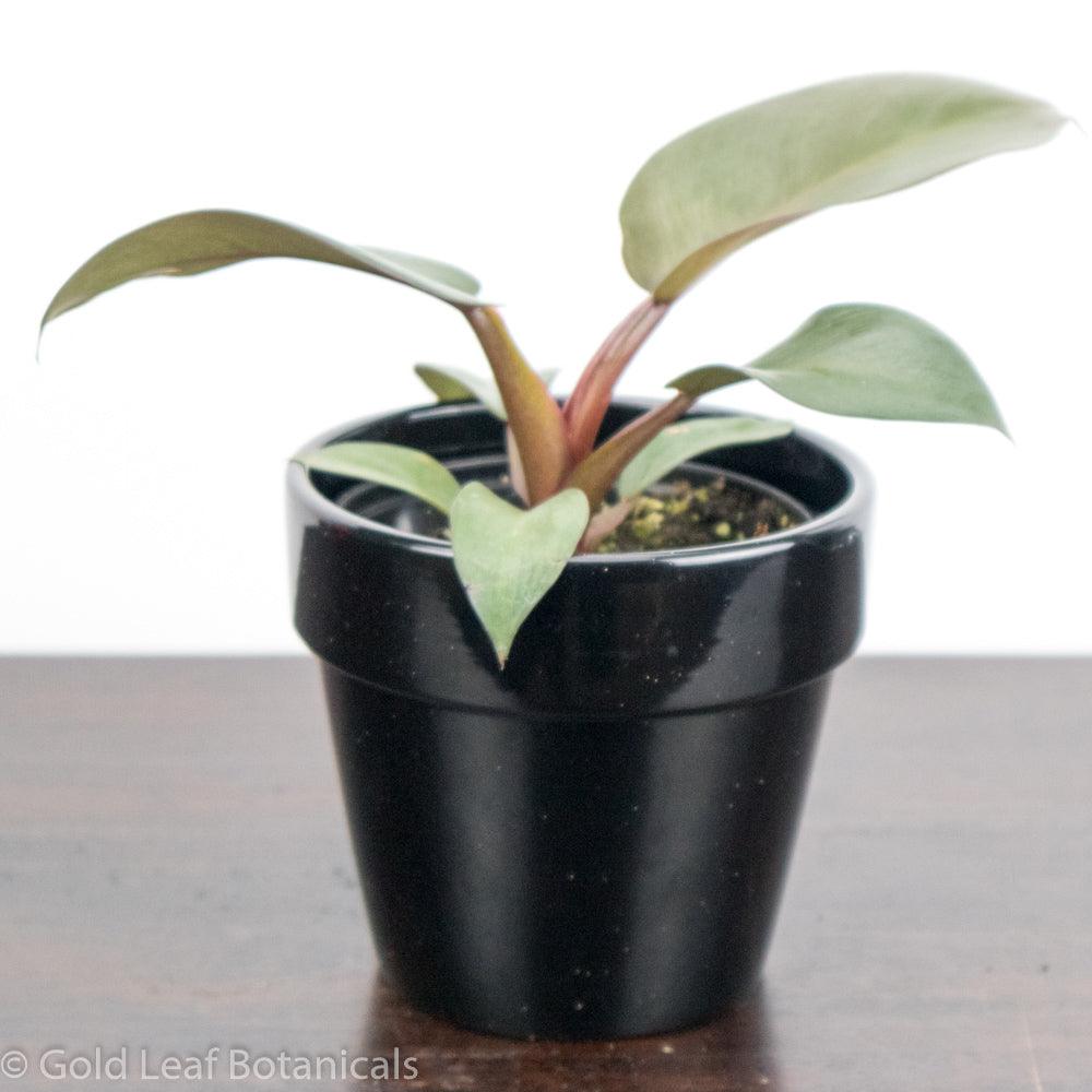 Black Cardinal Philodendron Water